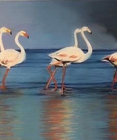 Wilde flamingo's (Zuid-Afrika)